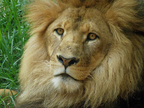 Lion5.jpg