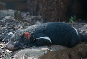 Tasmanian Devils2.jpg