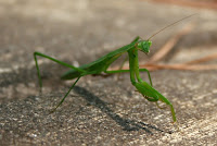 This green praying mantis posed for me on the front sidewalk. His bright green colour contrasts beautifully with the grey and textured sidewalk. This green praying mantis posed for me on the front sidewalk. His bright green colour contrasts beautifully with the grey and textured sidewalk.