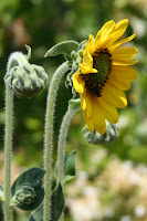 A new yellow sunflower about to bloom and a yellow sunflower opened up. The cycles of life.