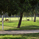 Anne-Marie Melster. Valencia walking the dogs, Parque del Túria Anne-Marie Melster. Valencia walking the dogs, Parque del Túria