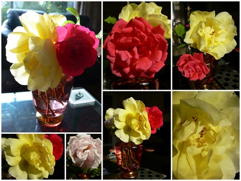 [Roses[5].jpg]