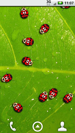 Ladybugs Alive Wallpaper