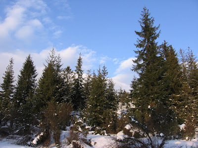 IMG_3516.JPG