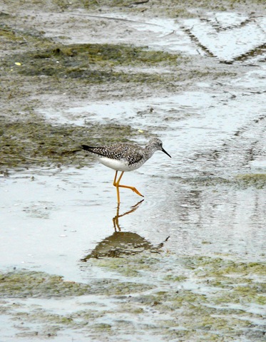 [yellowlegs (5)[9].jpg]