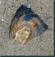 shells (4)