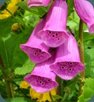 Digitalis purpurea Common Foxglove 0510