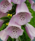 Digitalis purpurea Common Foxglove 0510 (4) Digitalis purpurea Common Foxglove 0510 (4)