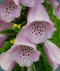 Digitalis purpurea Common Foxglove 0510 (4)