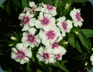 Sweet William Dianthus barbatua Caryophyllaceae (3) Sweet William Dianthus barbatua Caryophyllaceae (3)