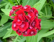 Sweet William Dianthus barbatua Caryophyllaceae (5)