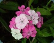 Sweet William Dianthus barbatua Caryophyllaceae (15)