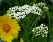 common yarrow common yarrow