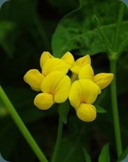 Yellow pea or yellow wild indigo Baptisia