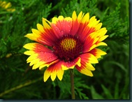 Indian Blanket