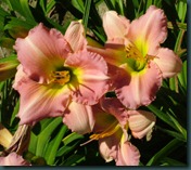 DSCF6533 DSCF6533