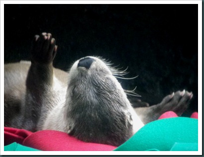 otter (1) otter (1)