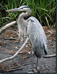 great blue heron (2) great blue heron (2)