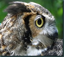 owlex (7) owlex (7)