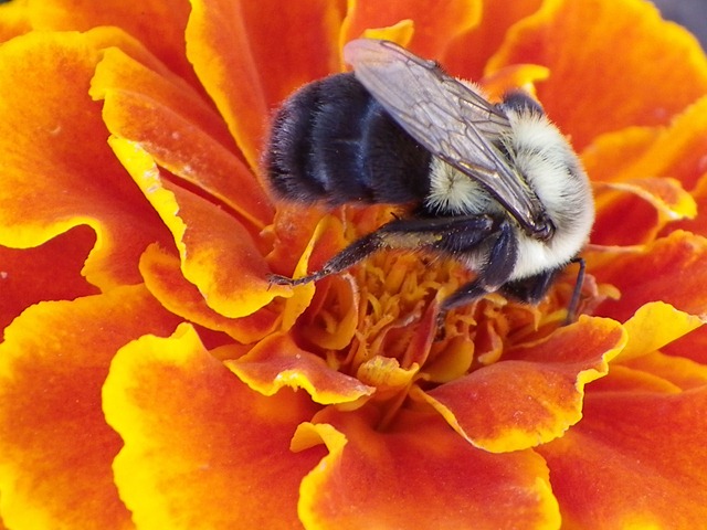 [bee-marigold0710 (6)[11].jpg]