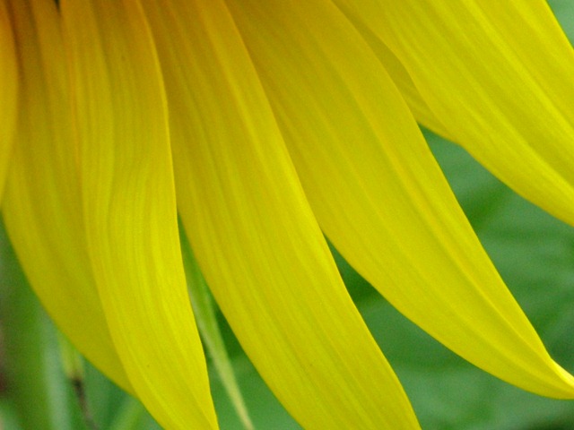 [sunflower petals0731 (1)[6].jpg]