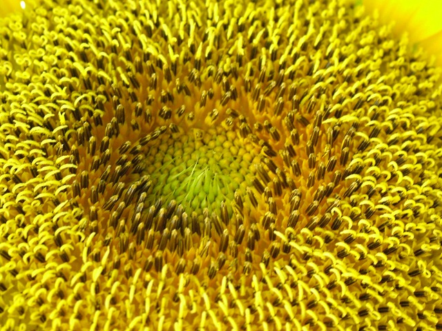 [sunflower CLOSE0728 (2).jpg]
