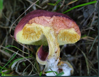 mushroom gray (8) mushroom gray (8)