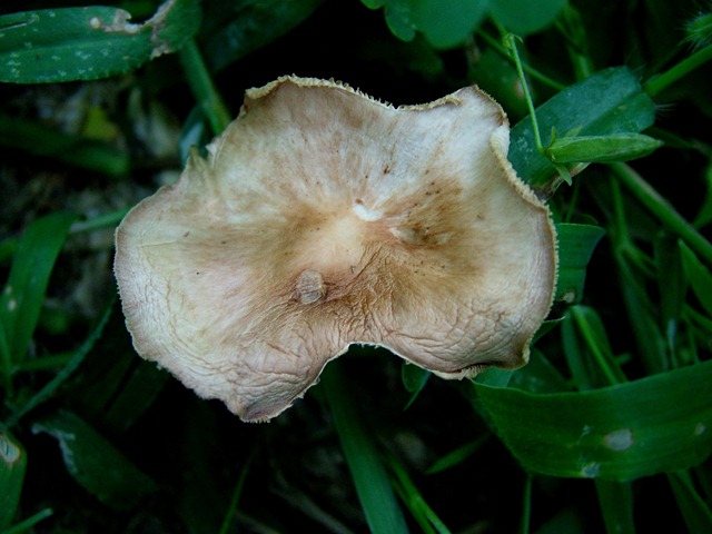 [mushrooms (4)[7].jpg]