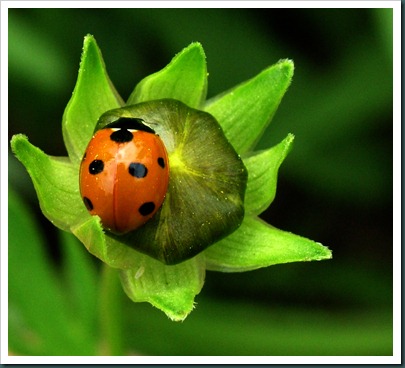 ladybug0510 (2)