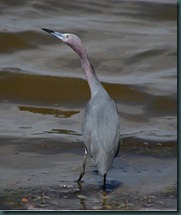 little blue heron18 0607 edit