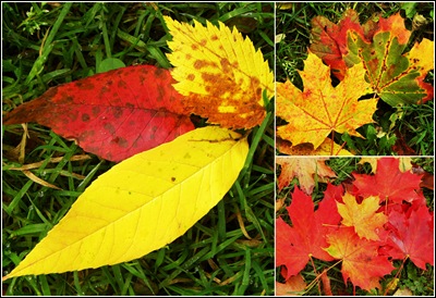 leaf collage1