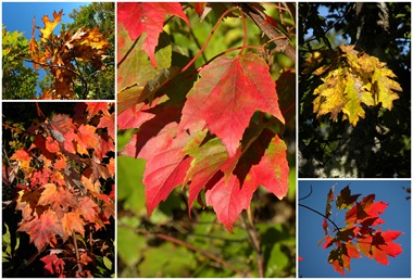 foliage collage