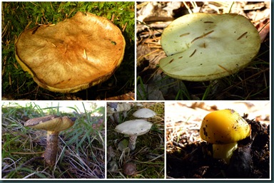 shroom collage