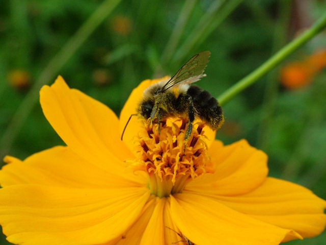 [bee with pollen[7].jpg]