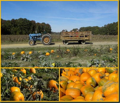 pumpkin ride collage