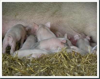 piglets nursing103010 (1) piglets nursing103010 (1)