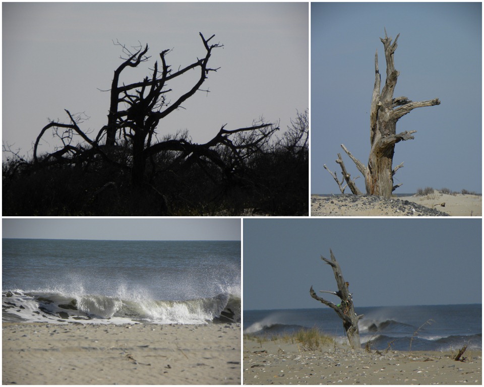 [beach tree collage[5].jpg]