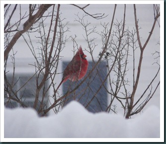 cardinal male0130 (2) cardinal male0130 (2)