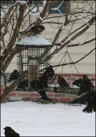 blackbirds-tree fdr (1)