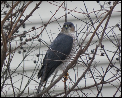 sharp-shinned hawk