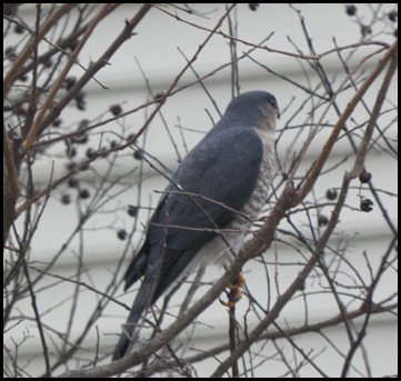 sharp-shinned hawk2