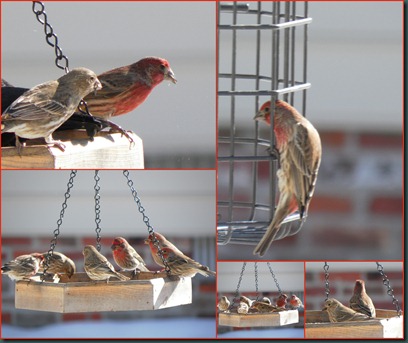 finches feeding collage