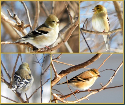 goldfinch collage2