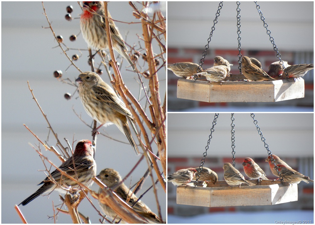 [finches collage1[10].jpg]