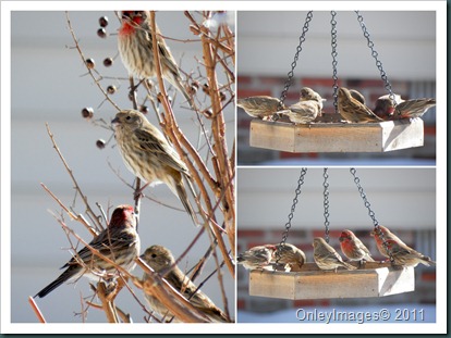finches collage1 finches collage1