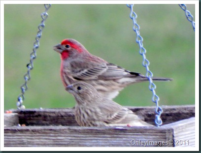 finch couple