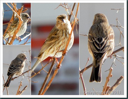 female finch collage1