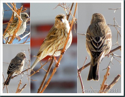 female finch collage1 female finch collage1