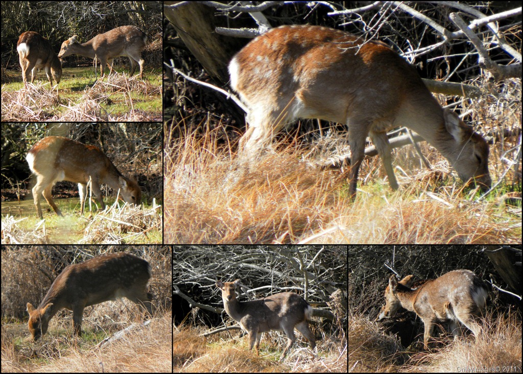 [deer collage1 031911[7].jpg]