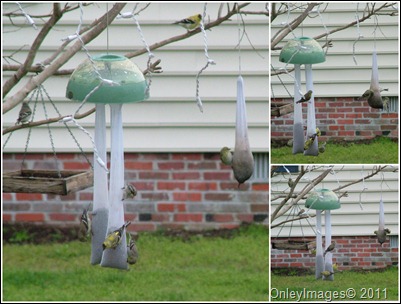 goldfinch collage0409 goldfinch collage0409